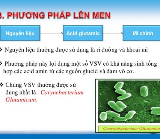 Quy trình lên men, chiết xuất acid glutamic và sản xuất mì chính