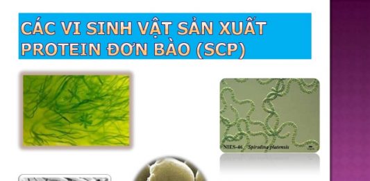 Sự cần thiết sản xuất protein đơn bào