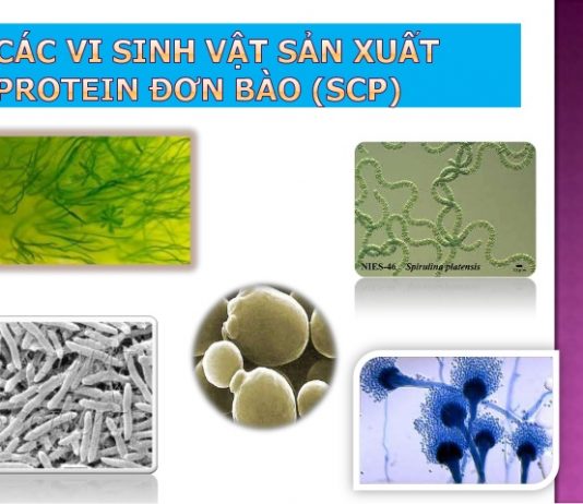 Sự cần thiết sản xuất protein đơn bào