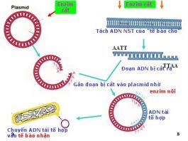 Kỹ thuật di tryền trong công nghệ enzym