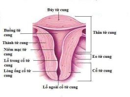 Sự thay đổi của tử cung trong thời kì mang thai