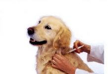 Các thông số dược động học liên quan đến quá trình hấp thu