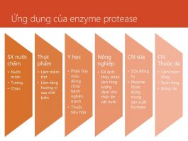 Các ứng dụng của enzym