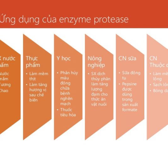 Các ứng dụng của enzym