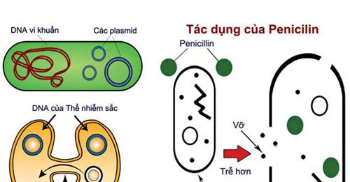 Chủng giống và điều kiện lên men sinh tổng hợp penicillin