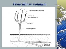 Đại cương về sinh tổng hợp các penicillin tự nhiên