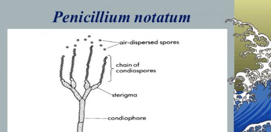 Đại cương về sinh tổng hợp các penicillin tự nhiên