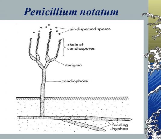 Đại cương về sinh tổng hợp các penicillin tự nhiên