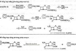 Các phương pháp sản xuất 6 – APA (6 – amino penicillanic acid)