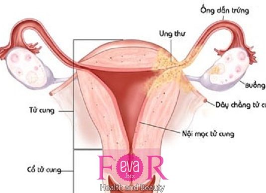 Các vấn đề thuộc cơ quan sinh sản của nam và nữ