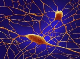 Cấu tạo mô thần kinh