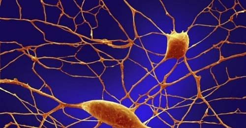 Cấu tạo mô thần kinh