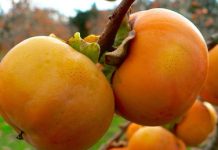 Lợi ích của trái cây Hồng Giòn tới sức khỏe