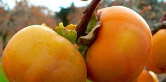 Lợi ích của trái cây Hồng Giòn tới sức khỏe