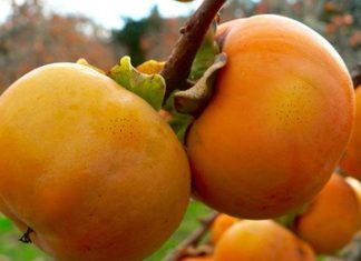 Lợi ích của trái cây Hồng Giòn tới sức khỏe