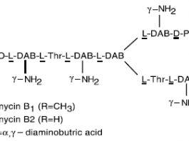 Sinh tổng hợp polymyxin