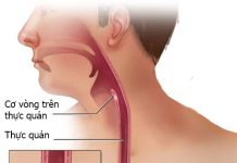 Hầu, Thực quản và Dạ dày