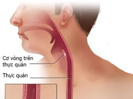 Hầu, Thực quản và Dạ dày