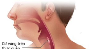 Hầu, Thực quản và Dạ dày