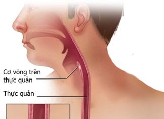 Hầu, Thực quản và Dạ dày