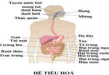 Tìm hiểu về hệ tiêu hóa