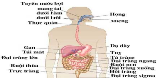 Tìm hiểu về hệ tiêu hóa
