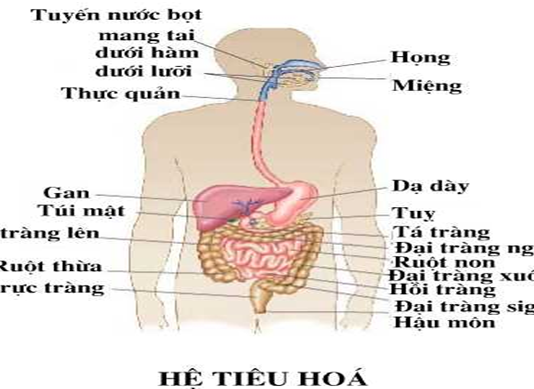 Tìm hiểu về hệ tiêu hóa