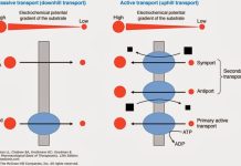 Vận chuyển qua màng tế bào