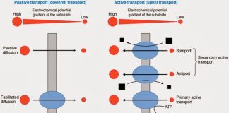 Vận chuyển qua màng tế bào