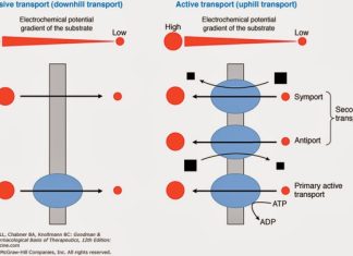 Vận chuyển qua màng tế bào